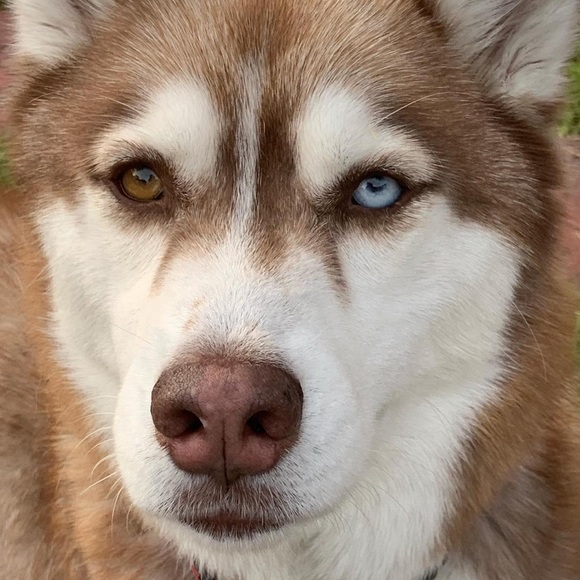 Meet your Posher, Amandeep - Picture 1 of 1